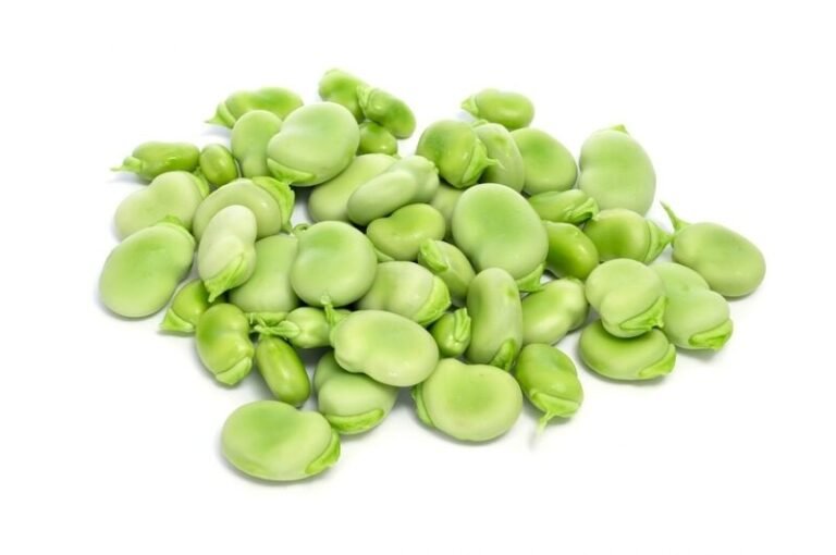 Fava Bean Protein Isolates : FavaPro