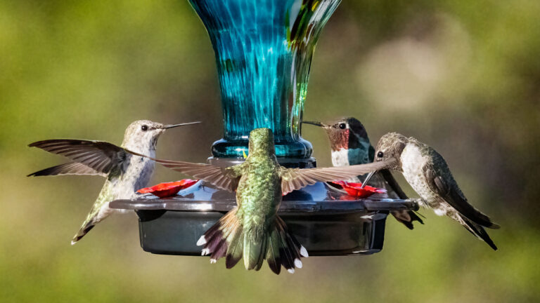 Hummingbirds in migration – Photofocus
