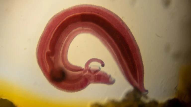 The parasite that turns off your body’s pain alarm and sneaks in