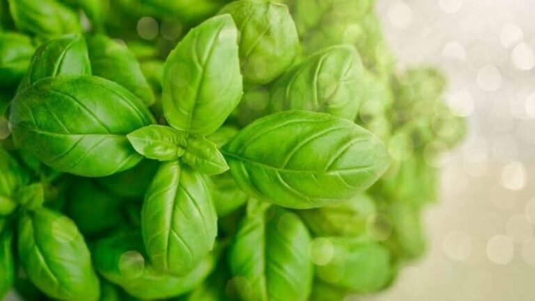 Clean the Sky – Hydroponic Basil Plants