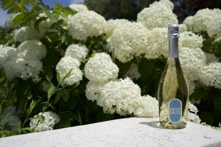 Zero-Sugar Low-Calorie Sparkling Wines : LO SECCO Prosecco DOC