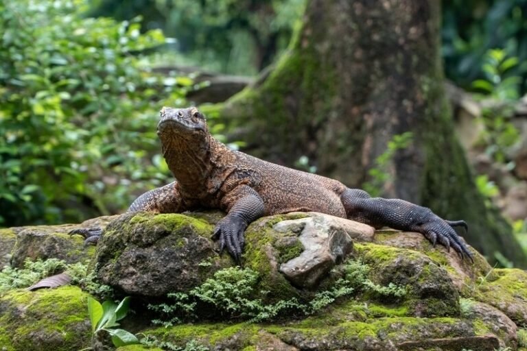 Clean the Sky – Komodo Dragon Protection Efforts