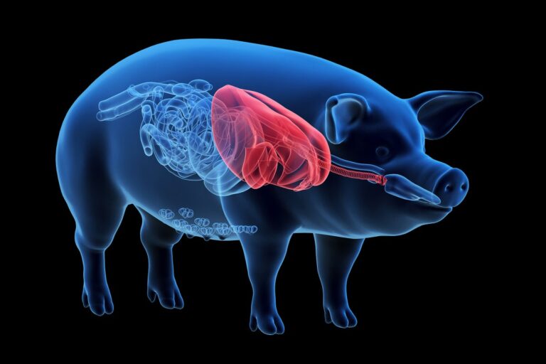 First Pig-to-Human Lung Transplant Marks Milestone in Xenotransplantation—But Surgeons Have Many More Questions