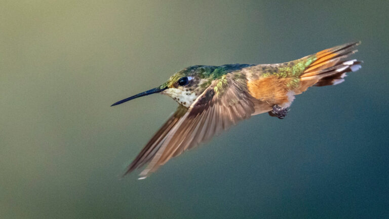 Photographing hummingbirds – Photofocus