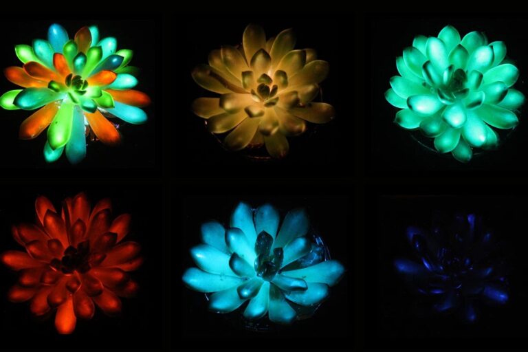 Glow-in-the-Dark Succulents Created by Scientists Shine in Multiple Colors