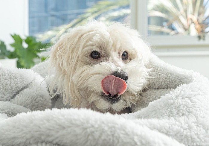 Pet-Focused Volcanic Fabrics : volcanic minerals