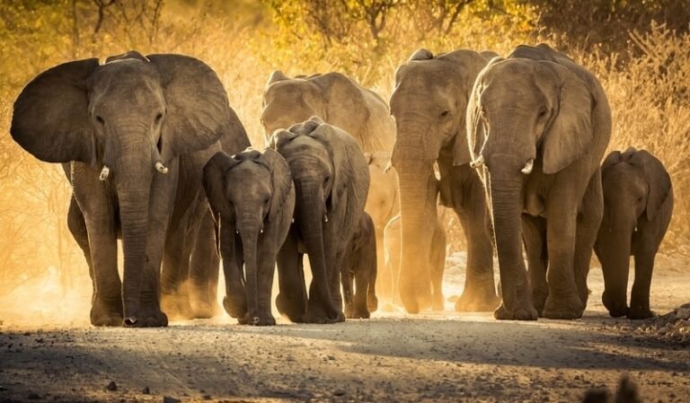 Clean the Sky – Wildlife Thermal Imaging Solutions