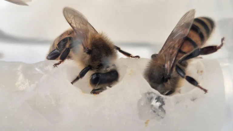 Scientists found the missing nutrients bees need — Colonies grew 15-fold