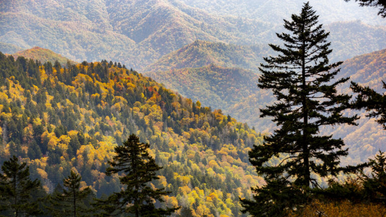 Capture the season’s best colors with the 2025 Fall Foliage Prediction Map!