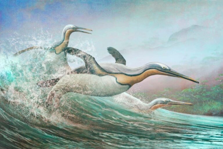 Early penguins may have used dagger-like beaks to skewer prey