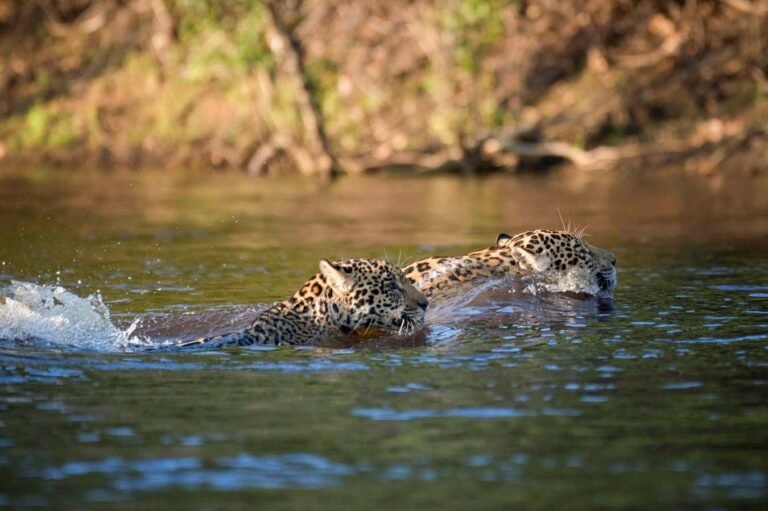 Jaguar breaks records by swimming at least 1.3 kilometres