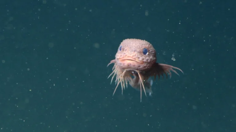A pink bumpy snailfish was just discovered miles beneath the ocean