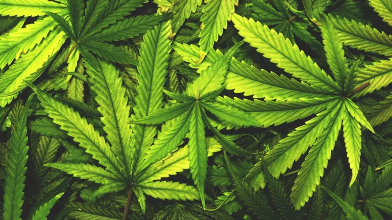 Don’t toss cannabis leaves. Scientists just found rare compounds inside