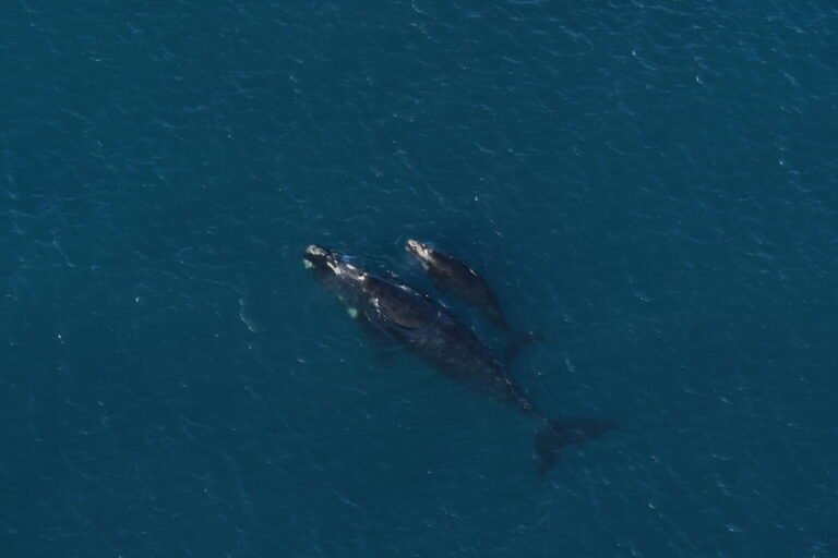 ‘If they drill, expect a spill’: ConocoPhillips can’t be trusted to drill for gas off the Victorian coast