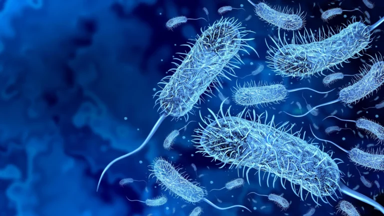 Strange new bacteria found in Amazon sand flies. Could it spread to humans?