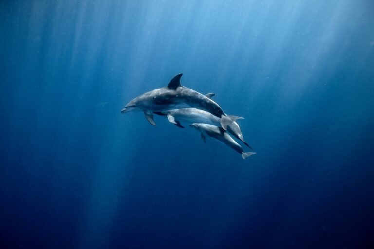 A global win: 60 countries ratify the Global Ocean Treaty