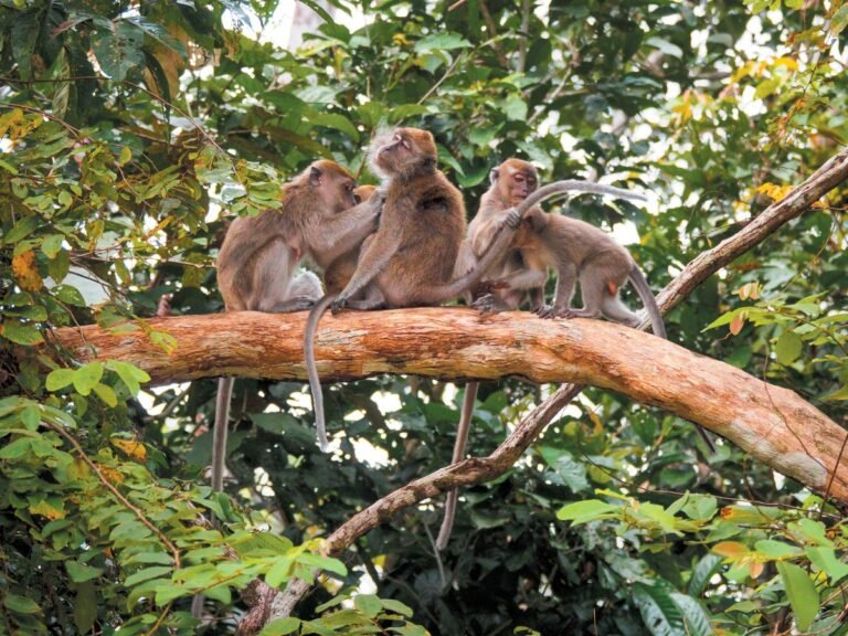 Chimps, Humans and Macaques All Have a Drive to ‘People Watch’
