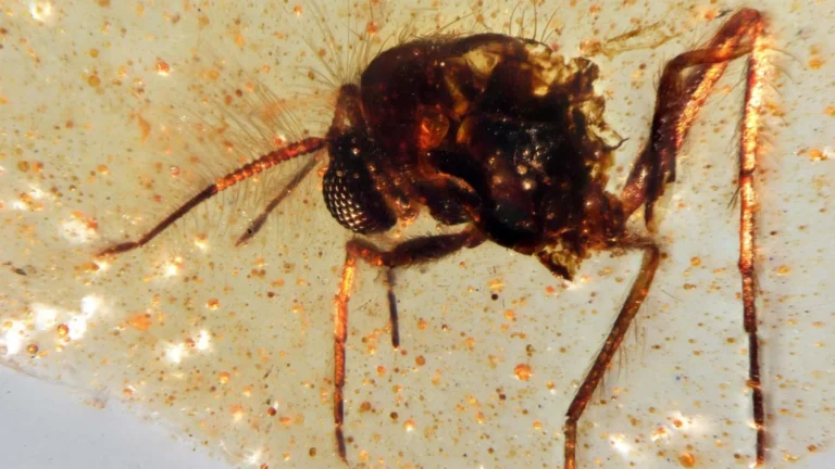 Scientists unearth a 112-million-year-old time capsule filled with ancient insects