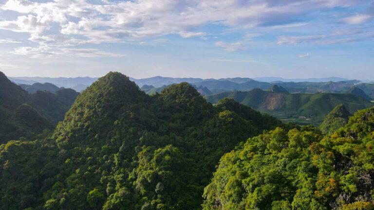 The flaws of carbon credits designed to protect forests – and how to fix them » Yale Climate Connections