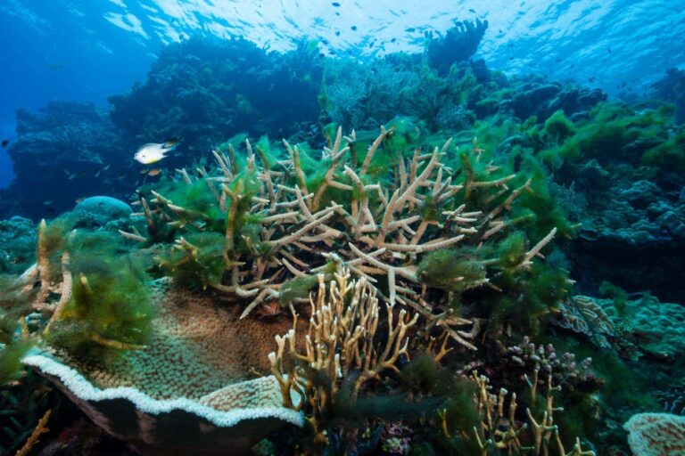 Coral reefs are at a tipping point after surging global temperatures