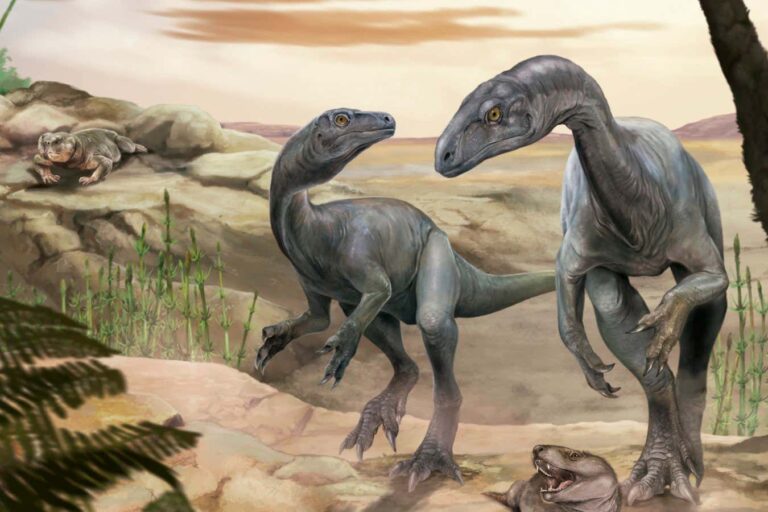 Huayracursor jaguensis dinosaur fossil rewrites the story of how sauropods got long necks