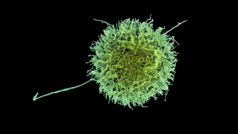 MIT’s “stealth” immune cells could change cancer treatment forever
