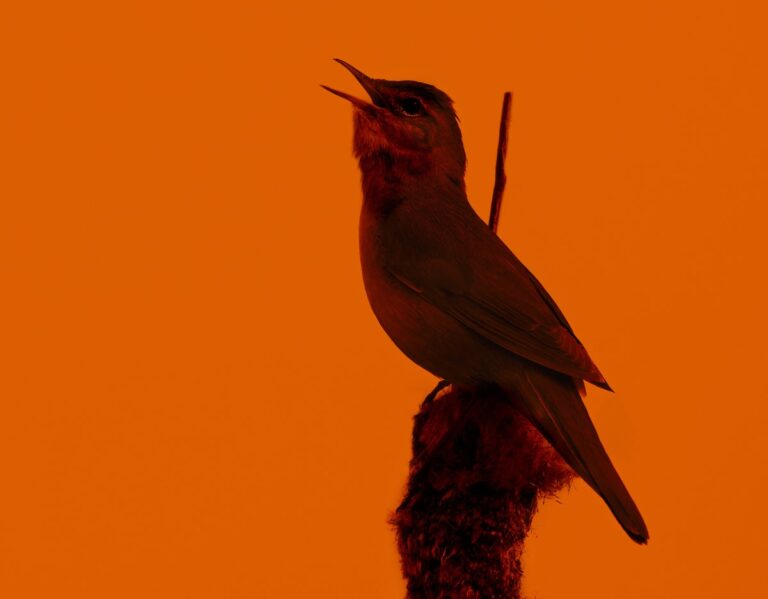 Birds Went Silent during the Great North American Eclipse—Here’s What Researchers Discovered