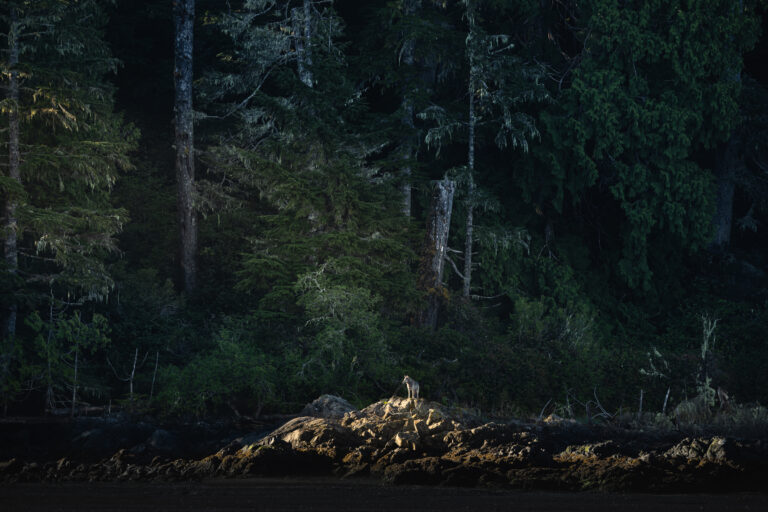 Stronger Wildlife Photographs: 5 Ways