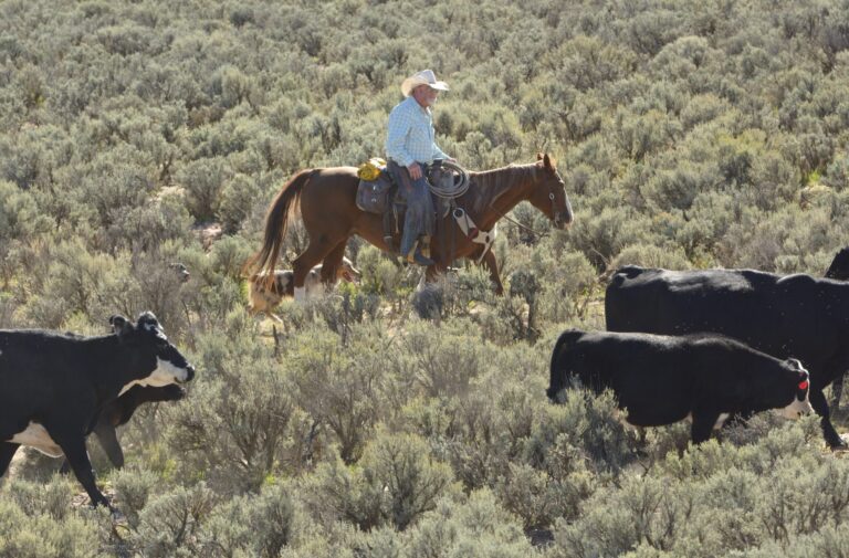 The David vs. Goliath story of a ranching family and an oil giant » Yale Climate Connections