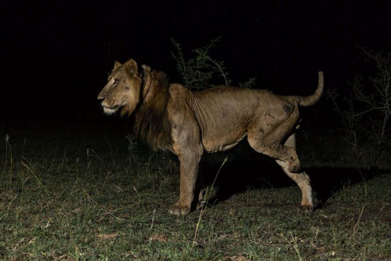 A three-legged lion has learned to hunt in a completely unexpected way