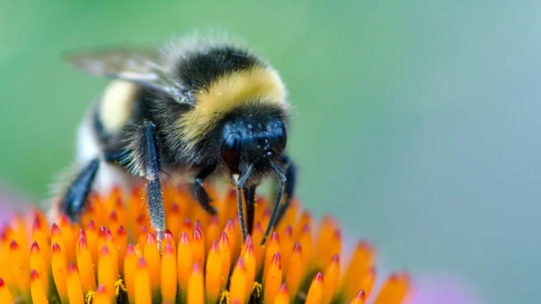 Scientists shocked as bumblebees learn to read simple “Morse code”