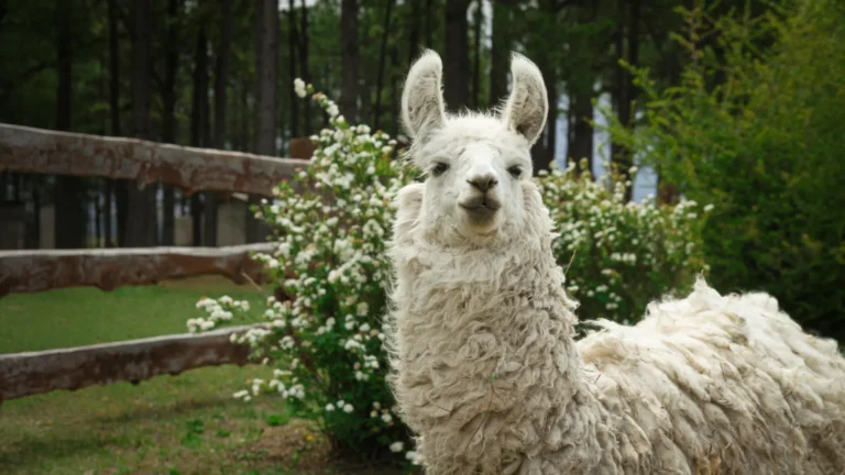 Mini llama proteins show promise for Alzheimer’s treatment