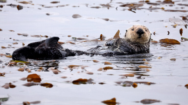 Sea otters are California’s climate heroes  » Yale Climate Connections