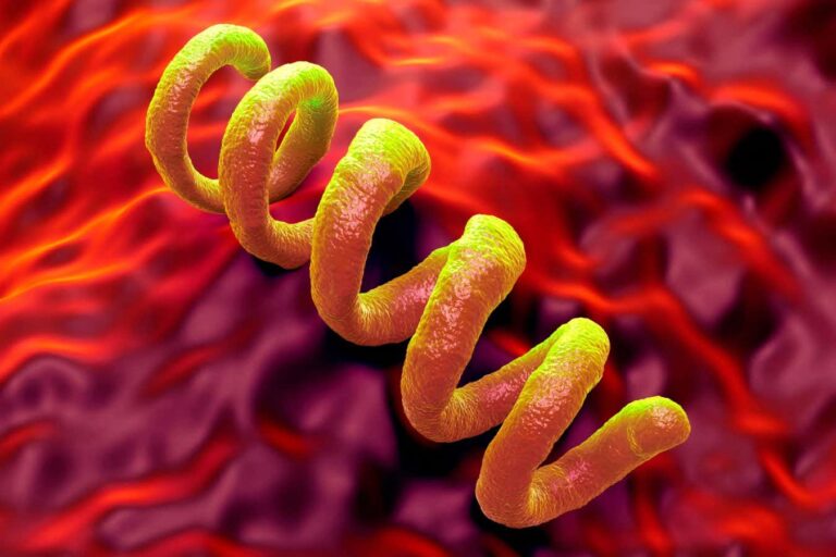 Ancient bacterium discovery rewrites the origins of syphilis