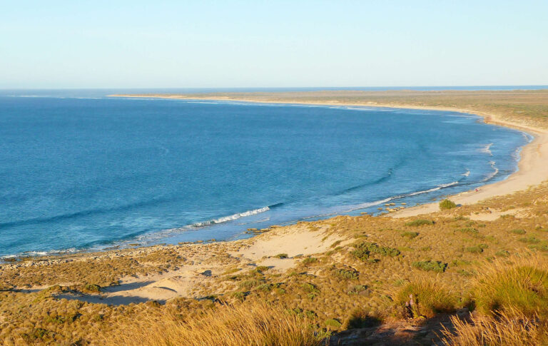 WA’s Demersal Fishing Ban Shows What Science Has Been Telling Us for Years.