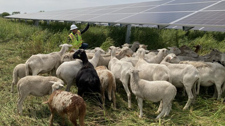Solar farms turn from lawn mowers to sheep » Yale Climate Connections