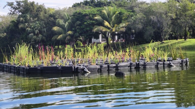 Floating gardens could offer a beautiful fix for polluted water » Yale Climate Connections