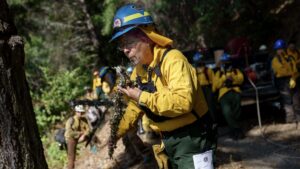 How fire can protect the land » Yale Climate Connections