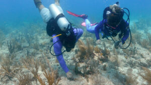 Fossil fuel pollution’s effect on oceans comes with huge costs » Yale Climate Connections