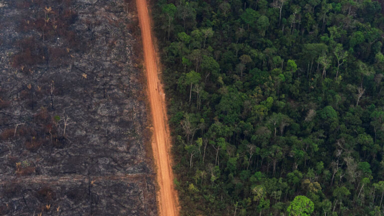This effort aims to protect 60 million acres of the Amazon rain forest » Yale Climate Connections