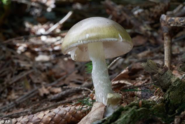 Four die from death cap mushrooms in California with nearly 40 foragers rushed to hospital after mistakenly eating deadly fungus