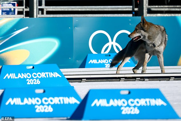 Is that a hu-ski?! Runaway dog risks causing ‘disaster’ at Winter Olympics after interrupting women’s team cross country race