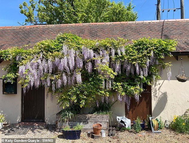 Oxford research nurse is ordered to cut back wisteria on historic home over claims RATS are climbing up it and into neighbouring homes