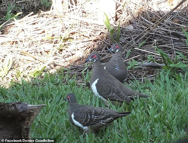 A council destroyed a patch of grass outside Denise’s home… but she isn’t happy because it was hiding something precious inside it
