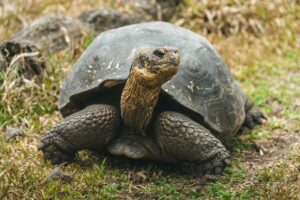 NASA Is Helping Bring Giant Tortoises Back to the Galápagos