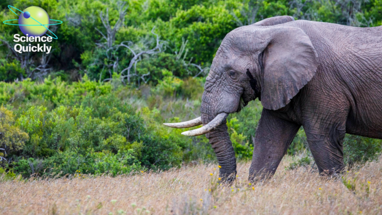 How a teen’s AI model could help stop poaching in rainforests