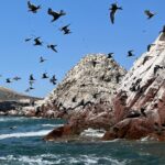 This ancient South American kingdom ran on bird poop