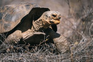 Galápagos tortoise once believed extinct is now roaming free