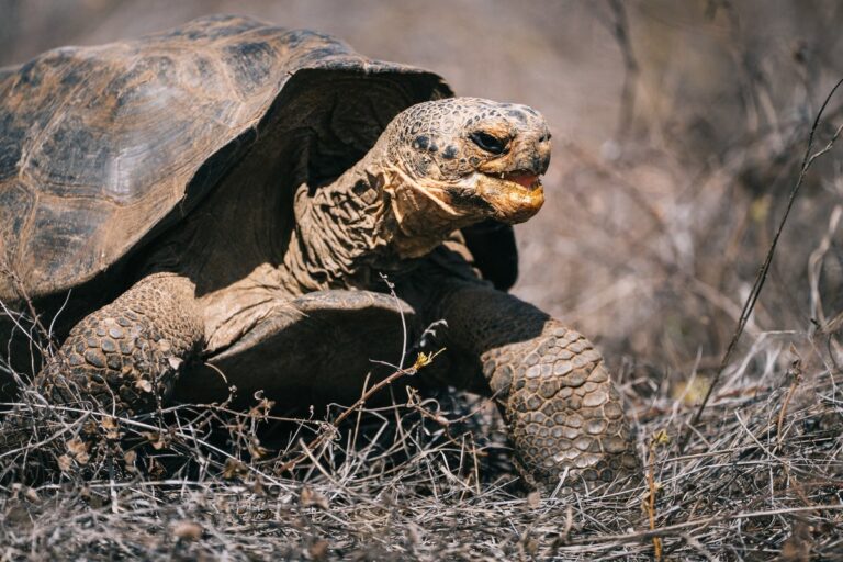 Galápagos tortoise once believed extinct is now roaming free