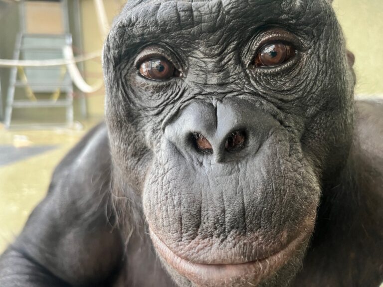 Kanzi the famous bonobo may have understood ‘pretend’ objects